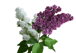 Lilac PNG-85101